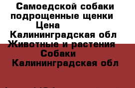 Самоедской собаки подрощенные щенки › Цена ­ 5 000 - Калининградская обл. Животные и растения » Собаки   . Калининградская обл.